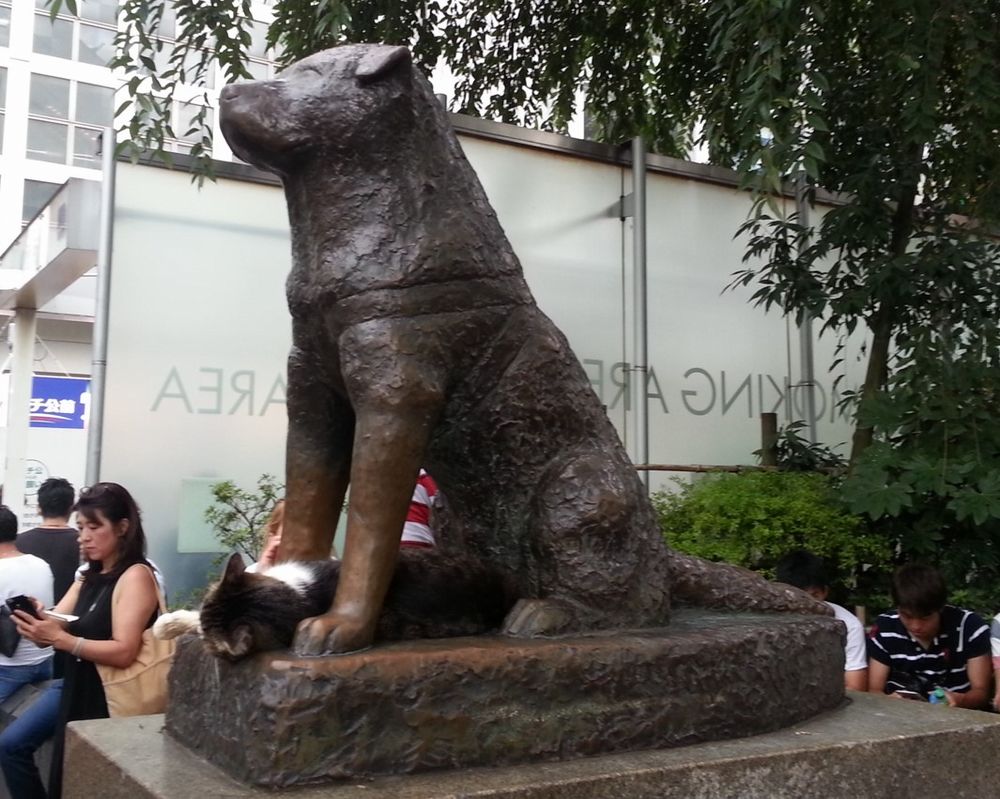 Hachiko gatto